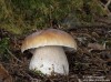 hřib smrkový (Houby), Boletus edulis, Boletaceae (Fungi)
